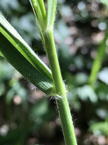 Pflanzenbild gross Benekens Trespe - Bromus benekenii