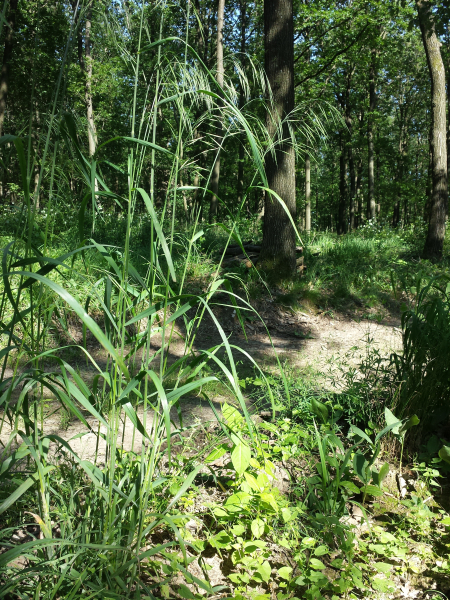 Pflanzenbild gross Benekens Trespe - Bromus benekenii
