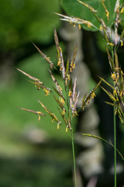 Pflanzenbild gross Aufrechte Trespe - Bromus erectus