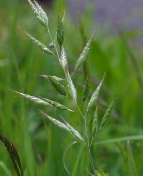 Pflanzenbild gross Gersten-Trespe - Bromus hordeaceus