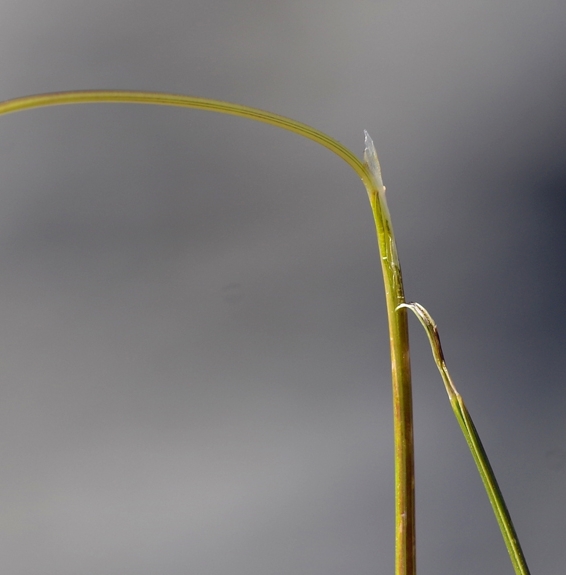 Pflanzenbild gross Niedriger Schwingel - Festuca quadriflora