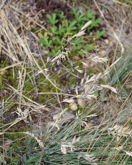 Pflanzenbild gross Walliser Schwingel - Festuca valesiaca
