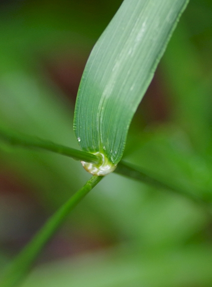 Pflanzenbild gross Riesen-Schwingel - Festuca gigantea