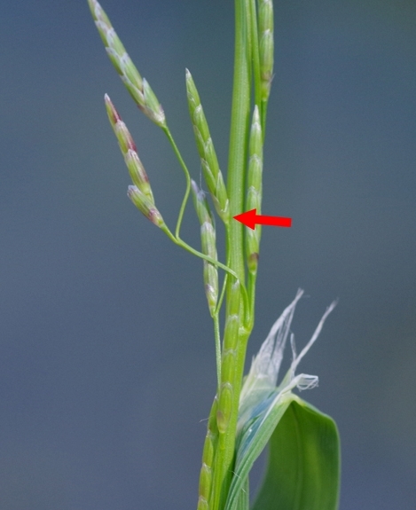 Pflanzenbild gross Faltiges Süssgras - Glyceria notata