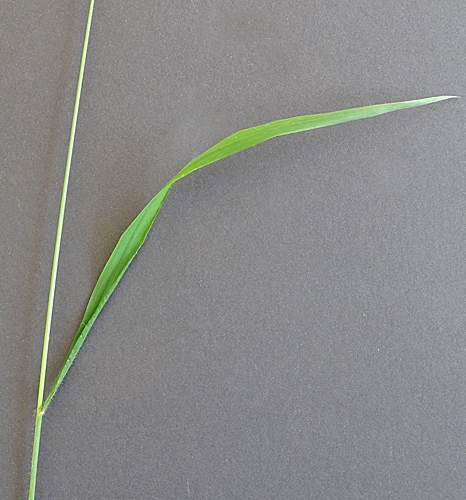 Pflanzenbild gross Wald-Zwenke - Brachypodium sylvaticum