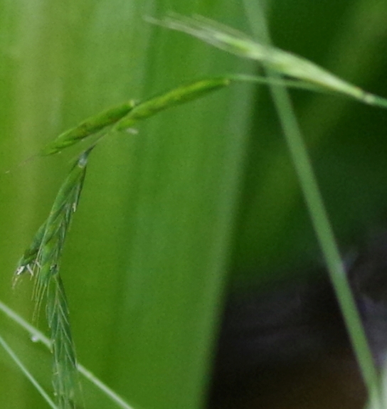 Pflanzenbild gross Wald-Zwenke - Brachypodium sylvaticum