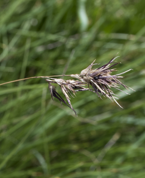 Pflanzenbild gross Knolliges Rispengras - Poa bulbosa