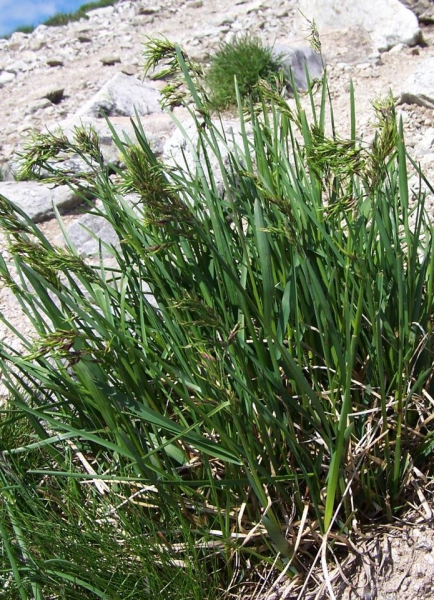 Pflanzenbild gross Alpen-Rispengras - Poa alpina