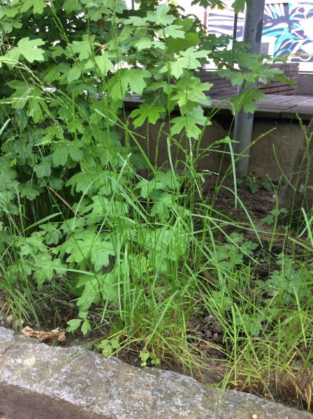 Pflanzenbild gross Hain-Rispengras - Poa nemoralis
