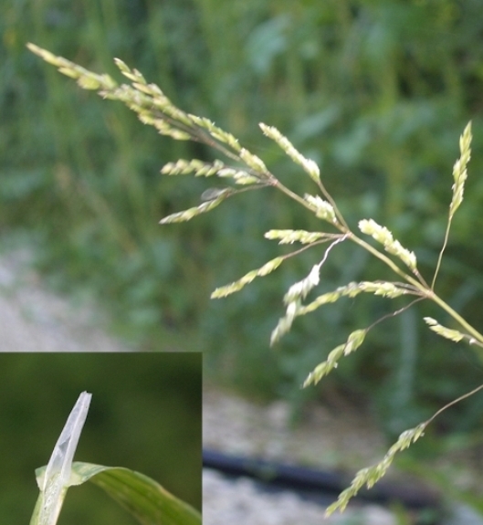 Pflanzenbild gross Gemeines Rispengras - Poa trivialis