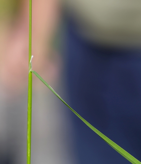 Pflanzenbild gross Gemeines Rispengras - Poa trivialis