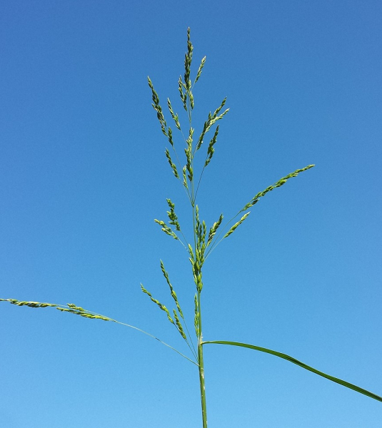 Pflanzenbild gross Gemeines Rispengras - Poa trivialis