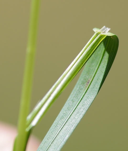 Pflanzenbild gross Gewöhnliches Wiesen-Rispengras - Poa pratensis