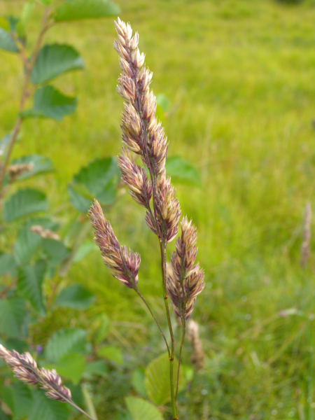 Pflanzenbild gross Wiesen-Knäuelgras - Dactylis glomerata