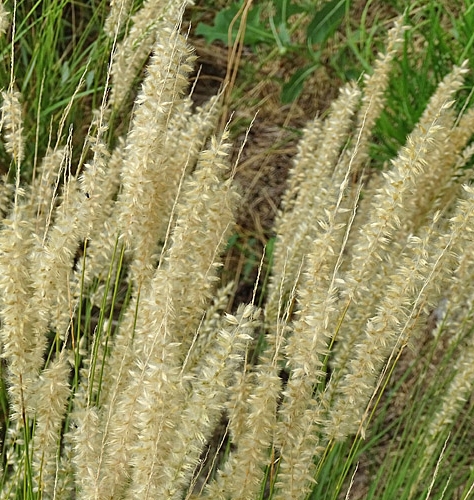 Pflanzenbild gross Wimper-Perlgras - Melica ciliata