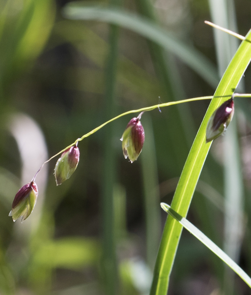 Pflanzenbild gross Nickendes Perlgras - Melica nutans