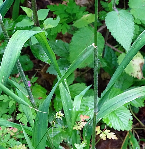 Pflanzenbild gross Waldgerste - Hordelymus europaeus