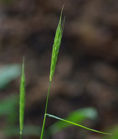 Pflanzenbild gross Waldgerste - Hordelymus europaeus