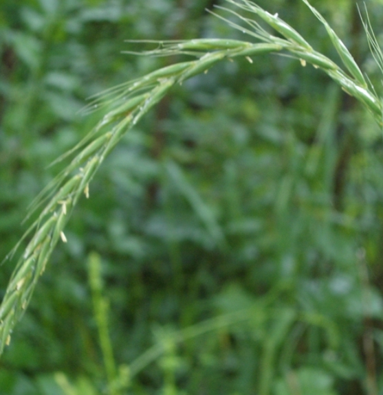 Pflanzenbild gross Hunds-Quecke - Elymus caninus