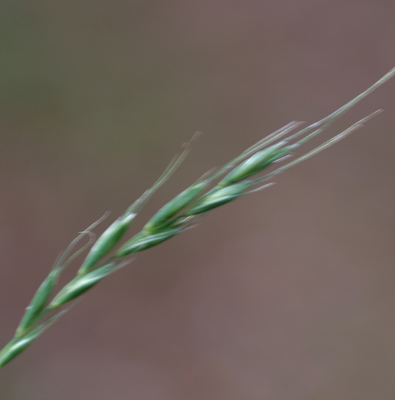 Pflanzenbild gross Hunds-Quecke - Elymus caninus