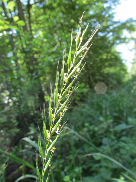 Pflanzenbild gross Hunds-Quecke - Elymus caninus