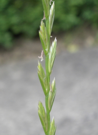 Pflanzenbild gross Englisches Raygras - Lolium perenne