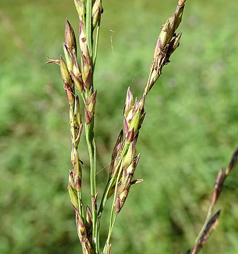 Pflanzenbild gross Blaues Pfeifengras - Molinia caerulea