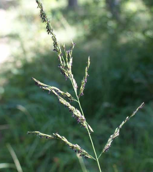 Pflanzenbild gross Blaues Pfeifengras - Molinia caerulea