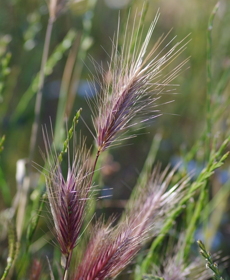 Pflanzenbild gross Mäuse-Gerste - Hordeum murinum