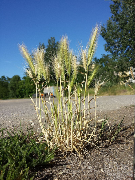 Pflanzenbild gross Mäuse-Gerste - Hordeum murinum