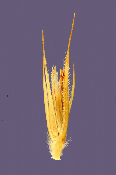 Pflanzenbild gross Roggen - Secale cereale