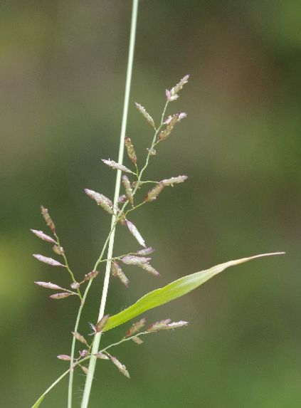 Pflanzenbild gross Kleines Liebesgras - Eragrostis minor