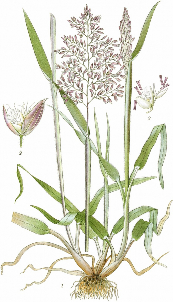 Pflanzenbild gross Wolliges Honiggras - Holcus lanatus