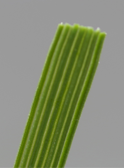 Pflanzenbild gross Rasen-Schmiele - Deschampsia cespitosa