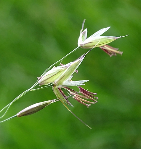 Pflanzenbild gross Französisches Raygras - Arrhenatherum elatius
