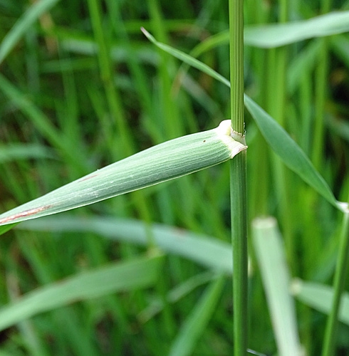 Pflanzenbild gross Französisches Raygras - Arrhenatherum elatius