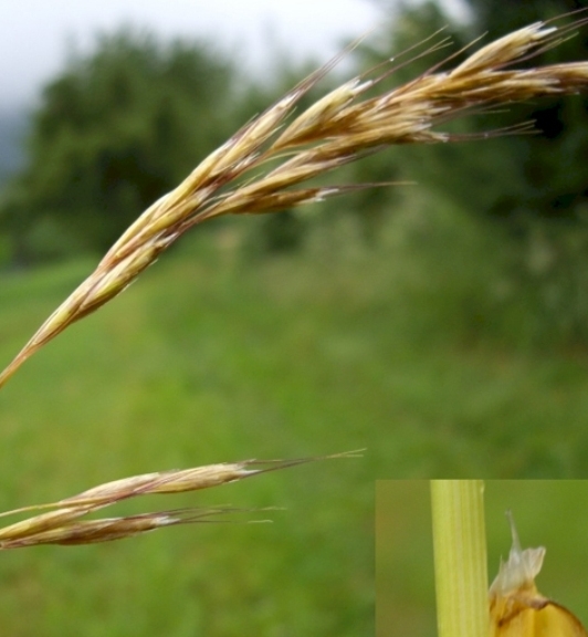 Pflanzenbild gross Flaum-Wiesenhafer - Helictotrichon pubescens