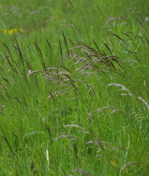 Pflanzenbild gross Flaum-Wiesenhafer - Helictotrichon pubescens