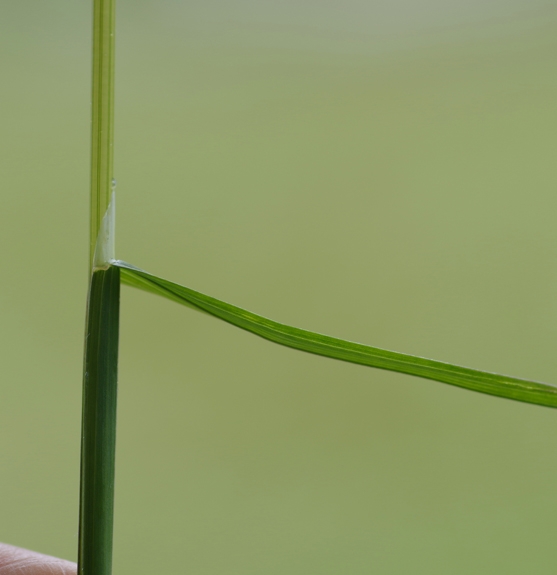 Pflanzenbild gross Flaum-Wiesenhafer - Helictotrichon pubescens
