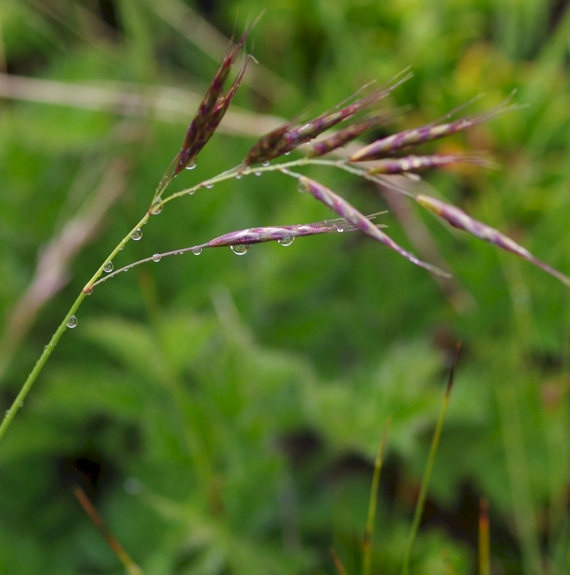 Pflanzenbild gross Bunter Wiesenhafer - Helictotrichon versicolor