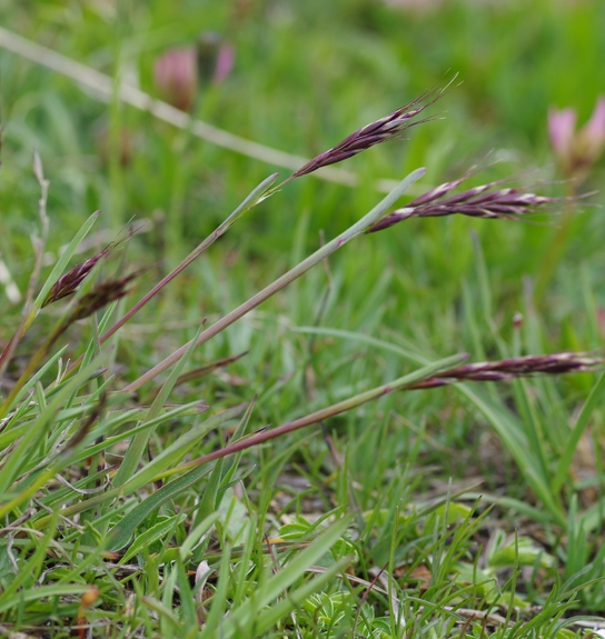 Pflanzenbild gross Bunter Wiesenhafer - Helictotrichon versicolor