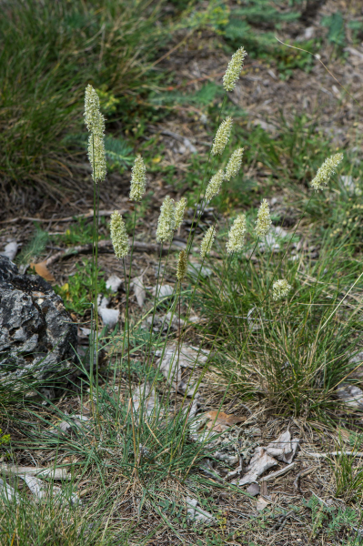 Pflanzenbild gross Walliser Kammschmiele - Koeleria vallesiana