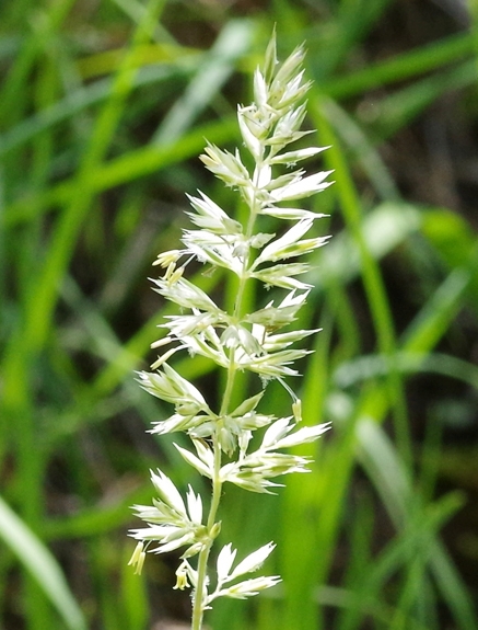Pflanzenbild gross Pyramiden-Kammschmiele - Koeleria pyramidata aggr.