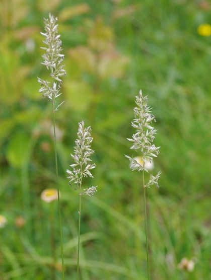 Pflanzenbild gross Pyramiden-Kammschmiele - Koeleria pyramidata aggr.