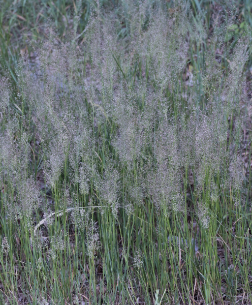 Pflanzenbild gross Haar-Straussgras - Agrostis capillaris