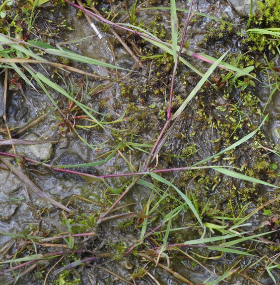 Pflanzenbild gross Kriechendes Straussgras - Agrostis stolonifera