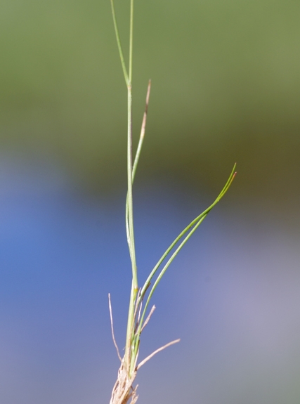 Pflanzenbild gross Felsen-Straussgras - Agrostis rupestris