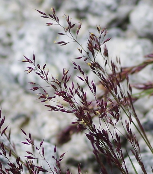 Pflanzenbild gross Felsen-Straussgras - Agrostis rupestris