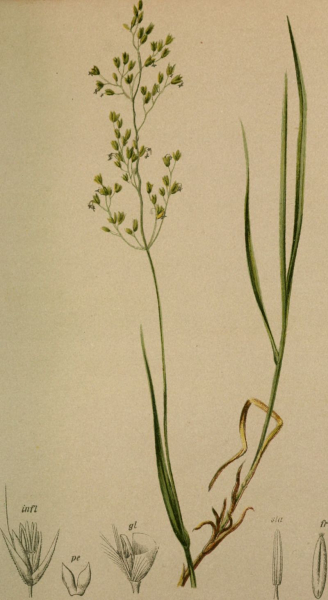 Pflanzenbild gross Alpen-Straussgras - Agrostis alpina