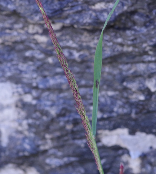 Pflanzenbild gross Berg-Reitgras - Calamagrostis varia